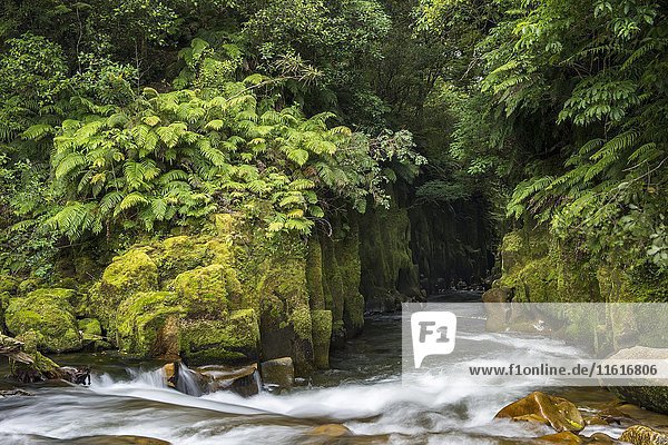 Fluss fließt durch Te Whaiti Nui a Toi Canyon  Regenwald  Whirinaki Forest  Nordinsel  Neuseeland  Ozeanien