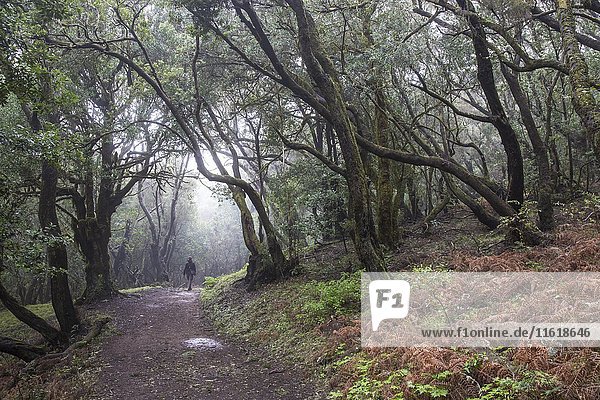 Bemooste Bäume am Wanderweg  Lorbeerwald  Nationalpark Garajonay  Las Hayas  La Gomera  Kanarische Inseln  Spanien  Europa