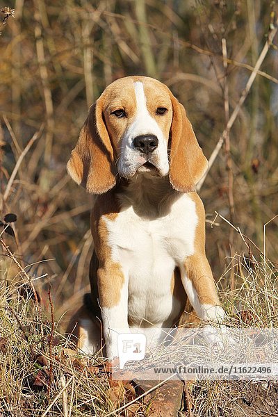 Portrait of a sitting Beagle dog