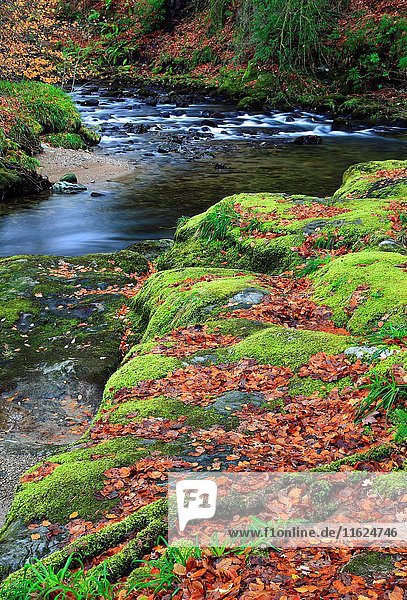 Moss covered rocks and fallen leaves line a rocky woodland stream  Argyll and Bute  Scotland  Europe.
