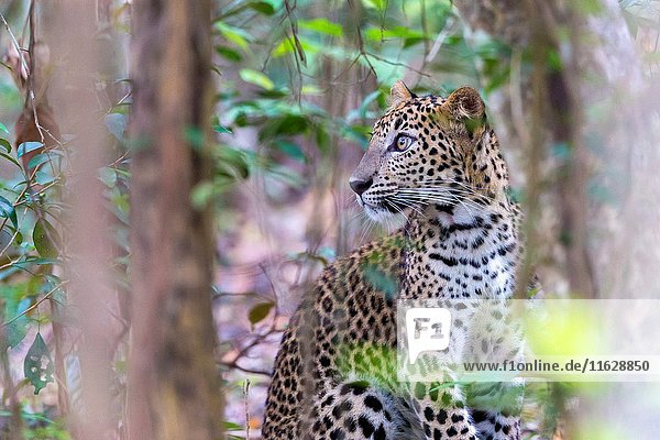 Sri Lanka  Northwest Coast of Sri Lanka  Wilpattu national patk  Sri Lankan Leopard Panthera pardus kotiya)  in the forest.
