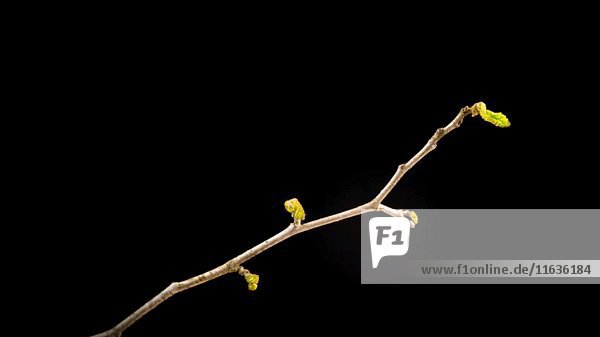 Zeitraffer von grünen Blättern Öffnung auf Zweig gegen schwarzen Hintergrund
