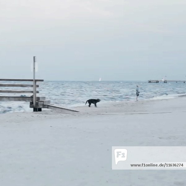 Hund schüttelt Wasser am Strand ab 2