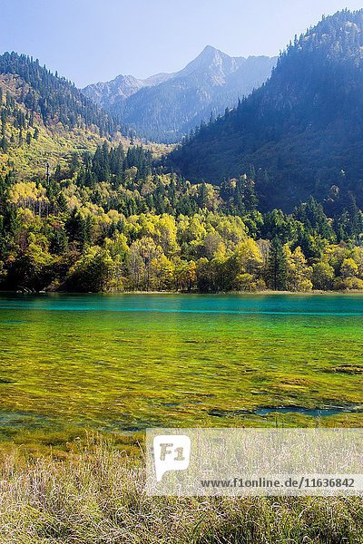 Asia  China  Sichuan province  UNESCO World Heritage Site  Jiuzhaigou National Park  Colorful lake.