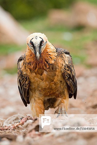 Europe  Spain  Catalonia  Lerida province  Boumort  Bearded vulture at the feeding station in the game reserve  adult on the ground.