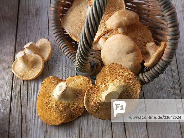 Fresh picked wiild organic Pied de Mouton Mushrooms (hydnum repandum) or hedgehog mushrooms.