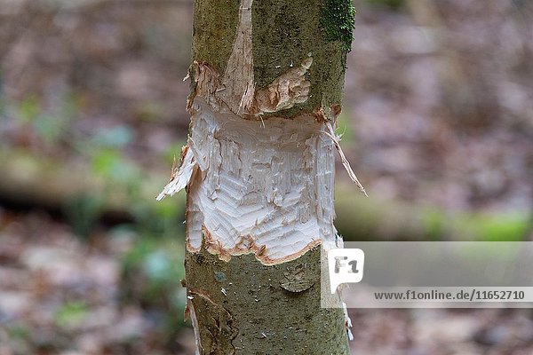 Tree trunk showing teeth marks from gnawing by european beaver  Castor fiber  Spessart  Bavaria  Germany  Europe.