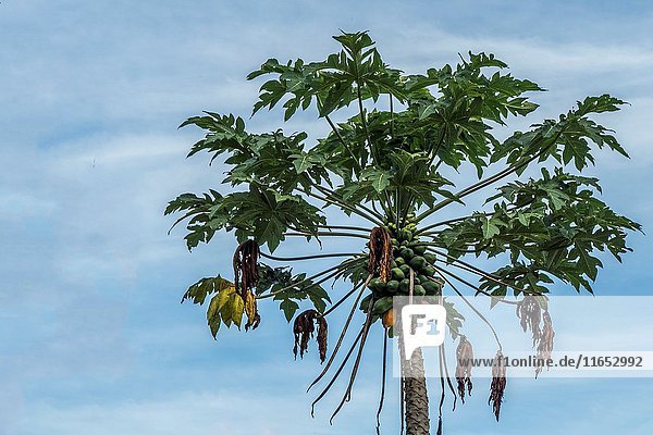 Papaya Tree Kampung Gumbang Bau Sarawak Malaysia