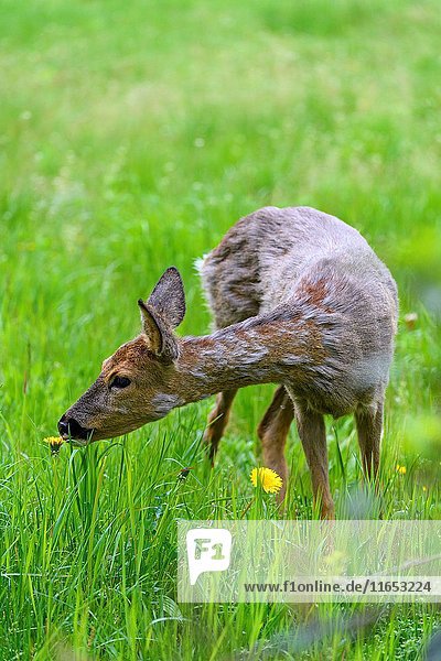 Roe Deer  Capreolus capreolus  Springtime  Germany  Europe.