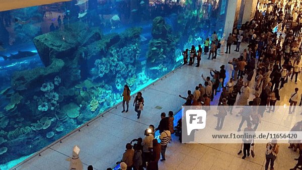 Großes Aquarium  Dubai Mall  Dubai  UAE