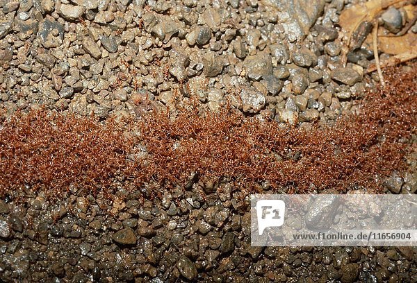 Ant tunnel to protect swarm