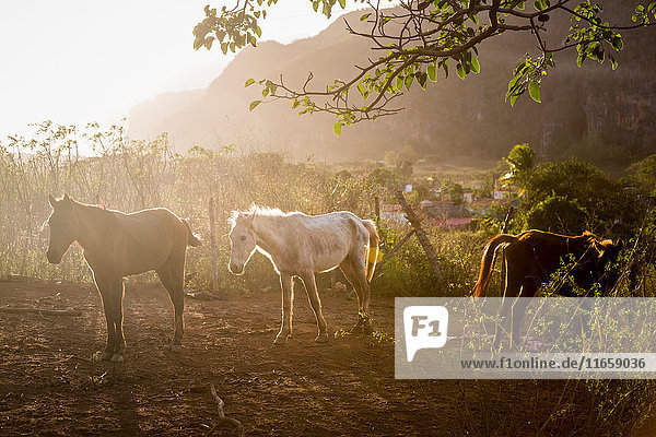 Horses in sunlit paddock Vinales Cuba