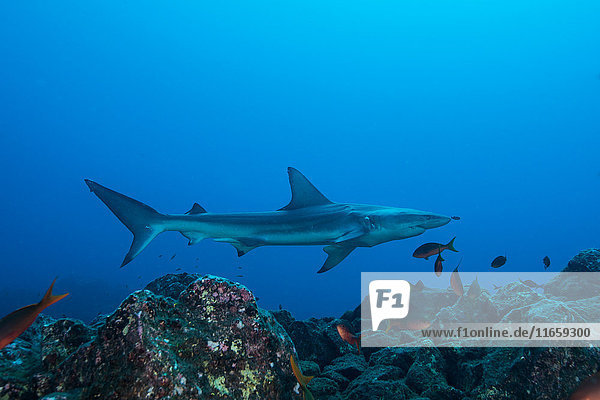 Seltene Sichtung eines kranken Schwarzspitzen-Hochseehaies (Carcharhinus limbatus)  San Benedicto  Colima  Mexiko