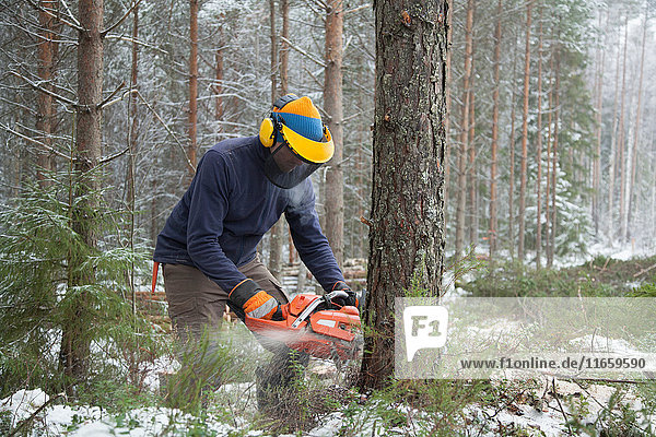Holzfäller sägt Baum  Tammela  Forssa  Finnland
