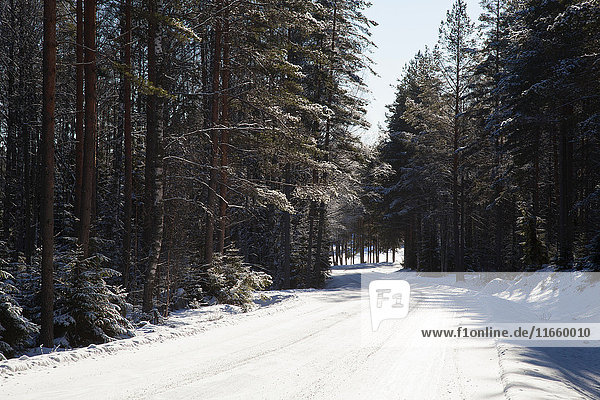 Ländliche schneebedeckte Straße durch den Wald