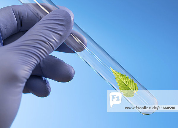 Wissenschaftlerin hält Reagenzglas mit grünem Blatt.