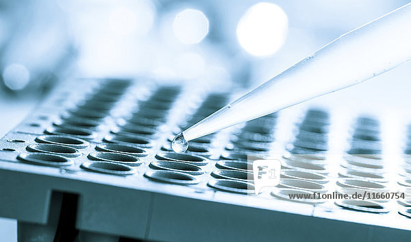 Multiwellplatte mit Pipette.
