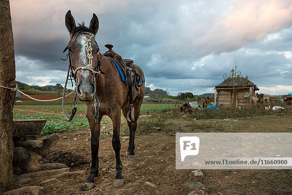 Horse tied to field fence post Vinales Cuba