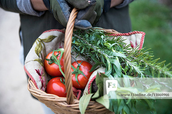 Schnappschuss einer Gärtnerin  die einen Korb mit gepflückten Tomaten und Frühlingsgrün hält