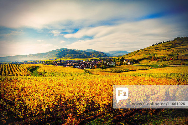Feldlandschaft mit herbstlich gefärbten Reben  Turckheim  Elsass  Frankreich