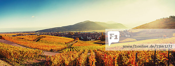 Panoramalandschaft mit herbstlich gefärbten Reben  Turckheim  Elsass  Frankreich