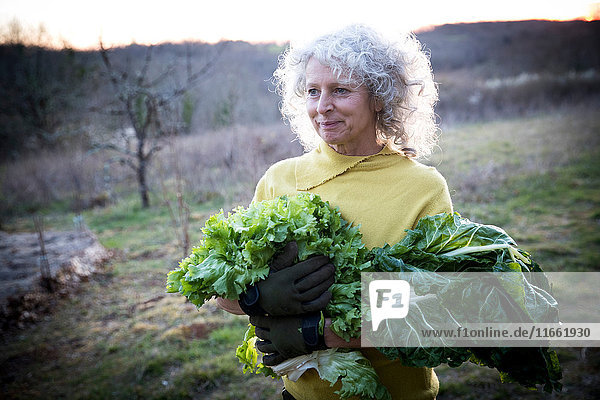 Reife Frau trägt einen Arm voll Kohl und Salatblätter auf dem Feld