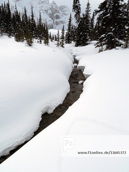 A stream in Winter in Jasper National Park  Alberta  Canada.