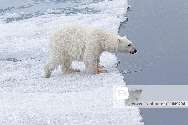 Female Polar bear (Ursus maritimus) walking on pack ice  Svalbard Archipelago  Barents Sea  Norway  Arctic  Europe.