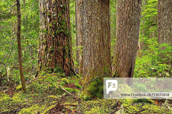 Ancient forest from Pamelia Lake Trail  Mt Jefferson Wilderness  Willamette National Forest  Oregon.
