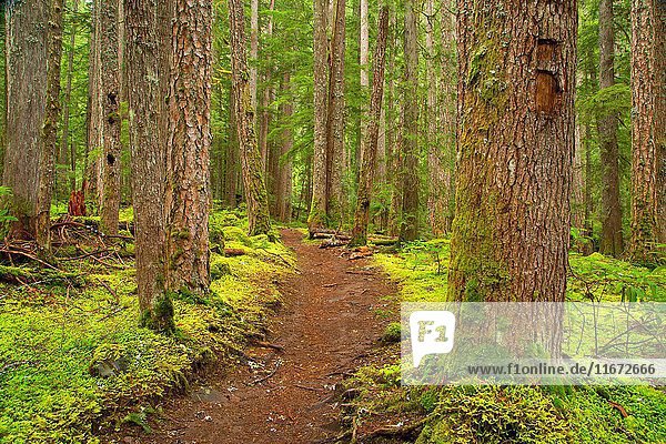 Pamelia Lake Trail  Mt Jefferson Wilderness  Willamette National Forest  Oregon.