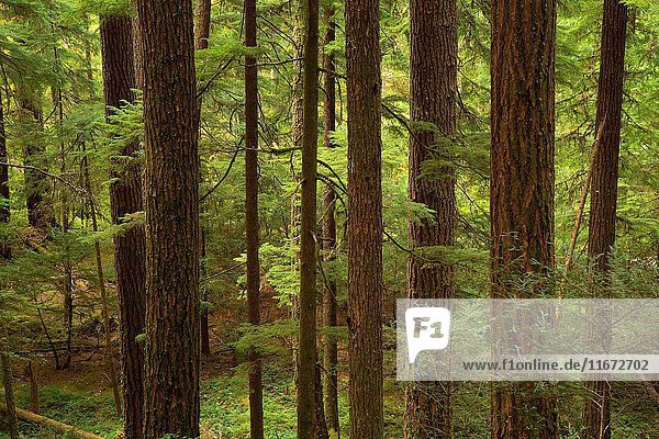 Ancient forest along South Breitenbush Gorge National Recreation Trail  Willamette National Forest  Oregon.