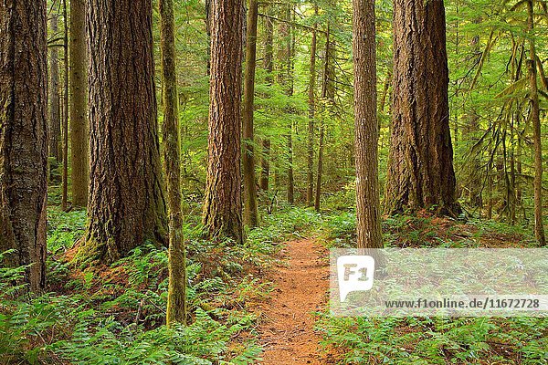 McKenzie River National Recreation Trail  McKenzie Wild and Scenic River  Willamette National Forest  Oregon.