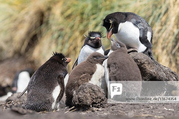 Rockhopper Penguin (Eudyptes chrysocome)  subspecies western rockhopper penguin (Eudyptes chrysocome chrysocome). Chick being fed by adult. South America  Falkland Islands  January.
