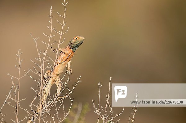 Ground agama (Agama aculeta) - Male  on the branch of a bush  Kgalagadi Transfrontier Park  Kalahari desert  South Africa/Botswana.
