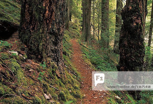 Parker Falls Trail  Umpqua National Forest  Oregon.