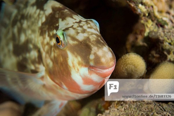 Portrait of Longnose parrotfish or Candelamoa parrotfish (Hipposcarus harid) is sleeping on a coral reef  night diving  Red sea  Sharm El Sheikh  Sinai Peninsula  Egypt.