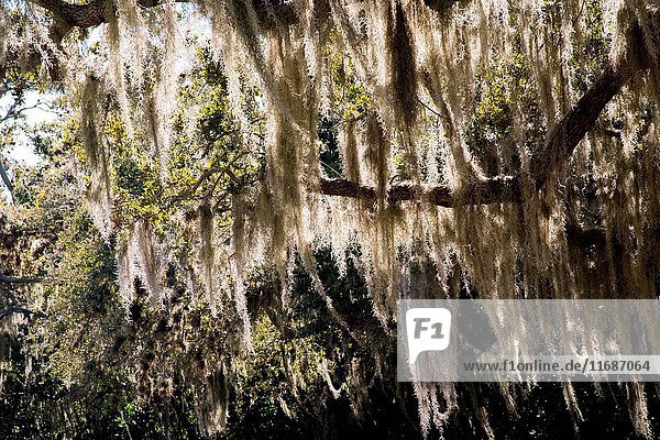 Spanish moss on tree  Florida
