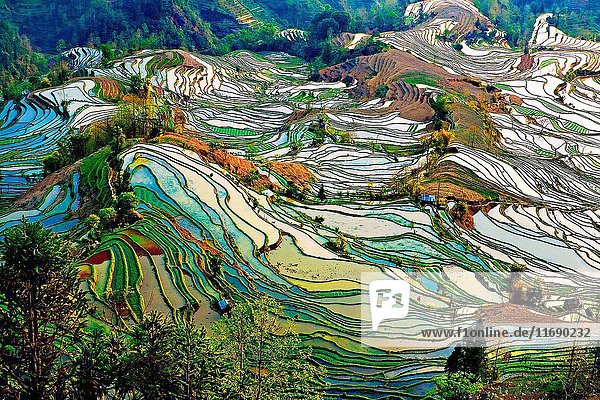 Yuanyang-Terrasse im Kreis Honghe  Provinz Yunnan  China