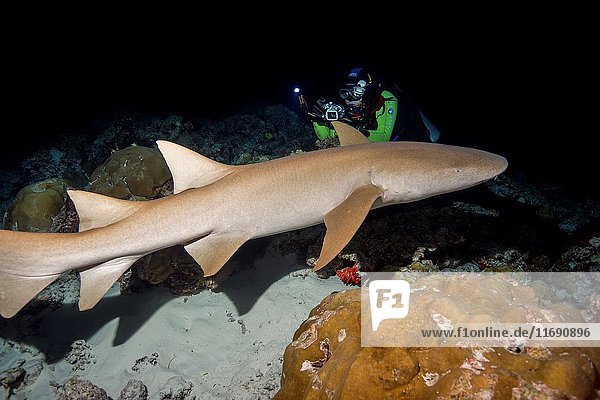 Underwater photographer shooting Tawny nurse sharks (Nebrius ferrugineus) swim over coral reef in the night Indian Ocean Maldives.