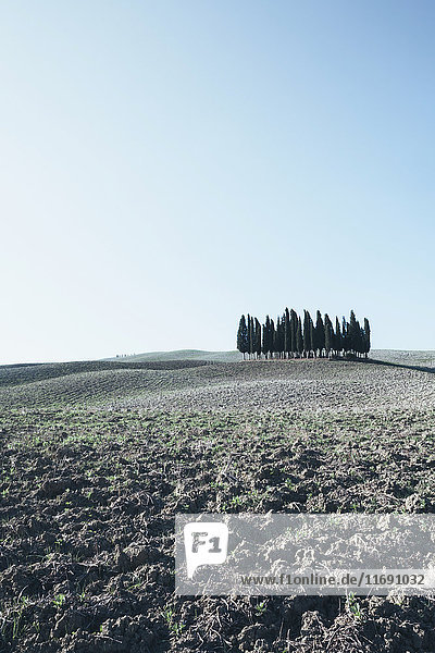 Eine toskanische Landschaft  gepflügte Felder und Blick auf eine kleine Anhöhe und einen Zypressenhain.