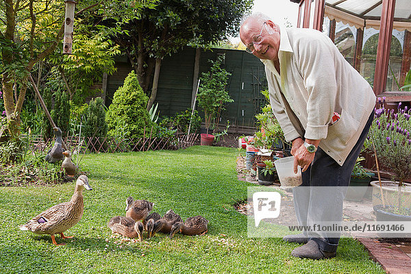 Älterer Mann füttert Enten im Garten