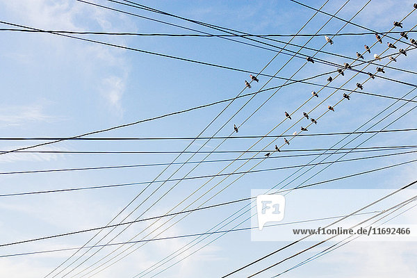 Vögel sitzen auf Stromkabel