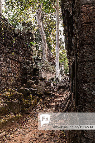 Bäume wachsen durch die Ruinen des Ta Prohm-Tempels in Angkor Wat  Siem Reap  Kambodscha