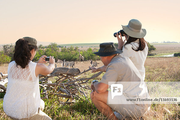People photographing wildlife on safari  Stellenbosch  South Africa