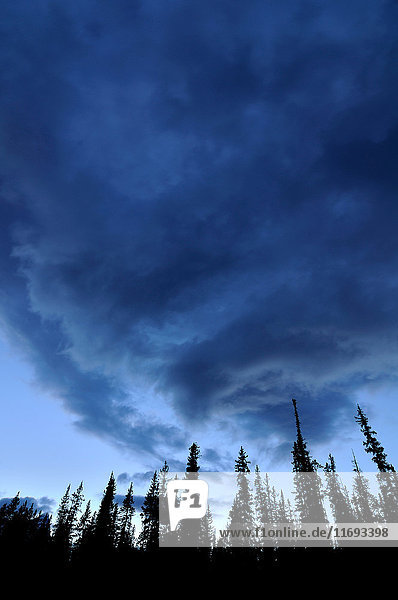 Bewölkter Himmel und Bäume in der Silhouette  Silverhorn Creek  Banff National Park  Alberta  Kanada