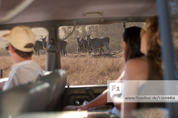 Menschen betrachten Wildtiere durch Fahrzeugfenster  Stellenbosch  Südafrika
