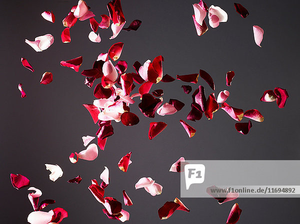 Colorful flower petals flying in air
