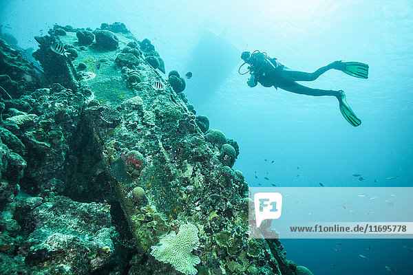Diver examining underwater reef