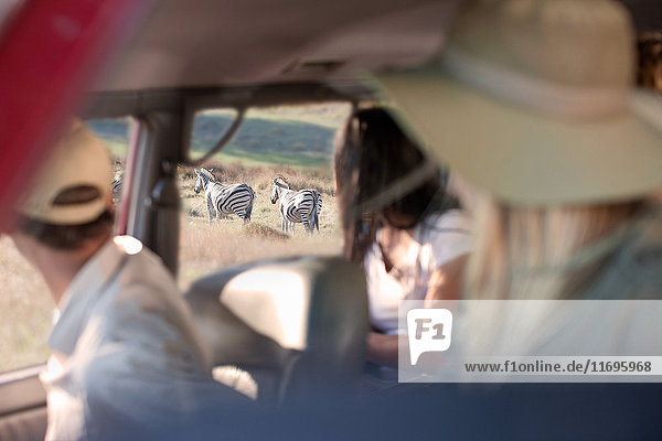 Menschen betrachten Zebras durch Fahrzeugfenster  Stellenbosch  Südafrika
