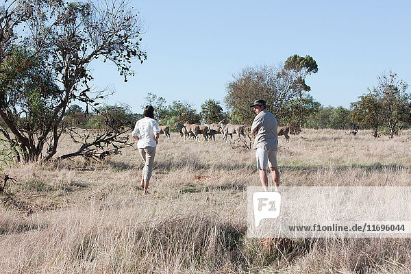 People watching wildlife on safari  Stellenbosch  South Africa